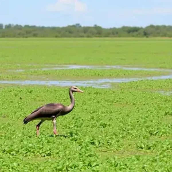 Guia do Pantanal para primeira viagem: o que saber antes de ir