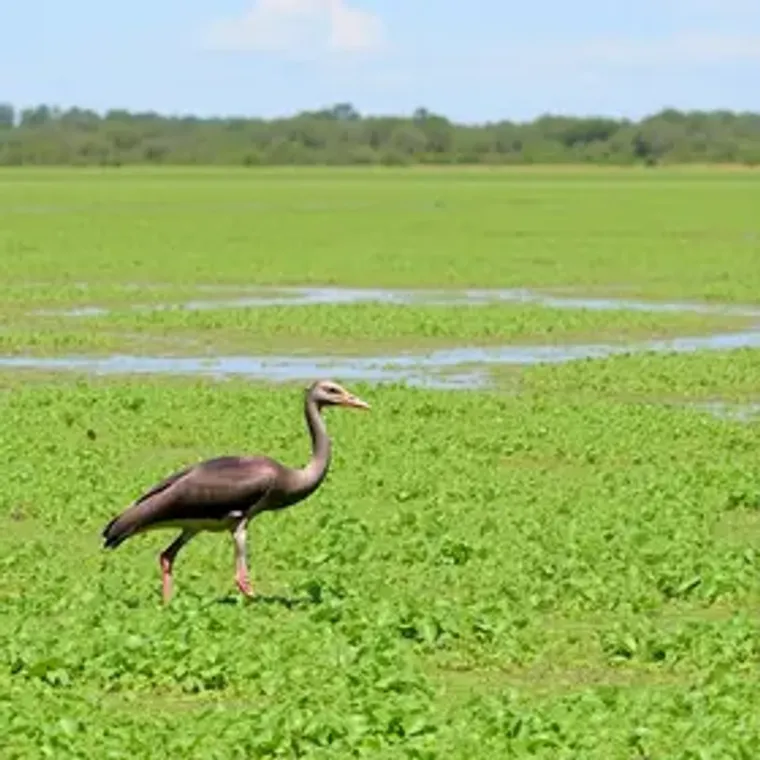Guia do Pantanal para primeira viagem: o que saber antes de ir