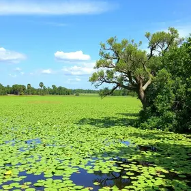 Como chegar no Pantanal: passo a passo do trajeto