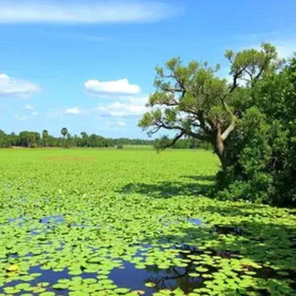 Como chegar no Pantanal: passo a passo do trajeto